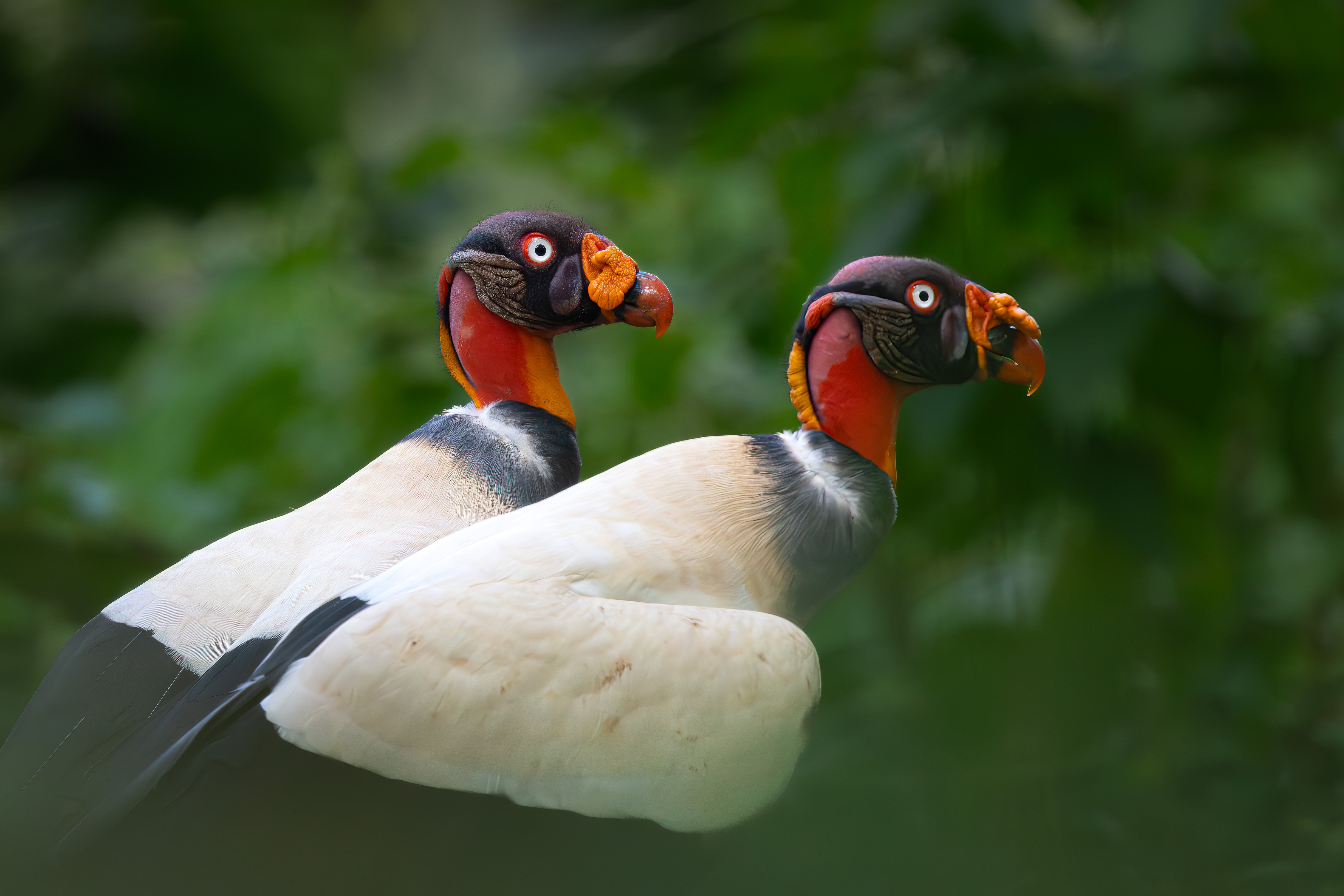 Introducción a Fotografía Silvestre: Curso de Fauna 