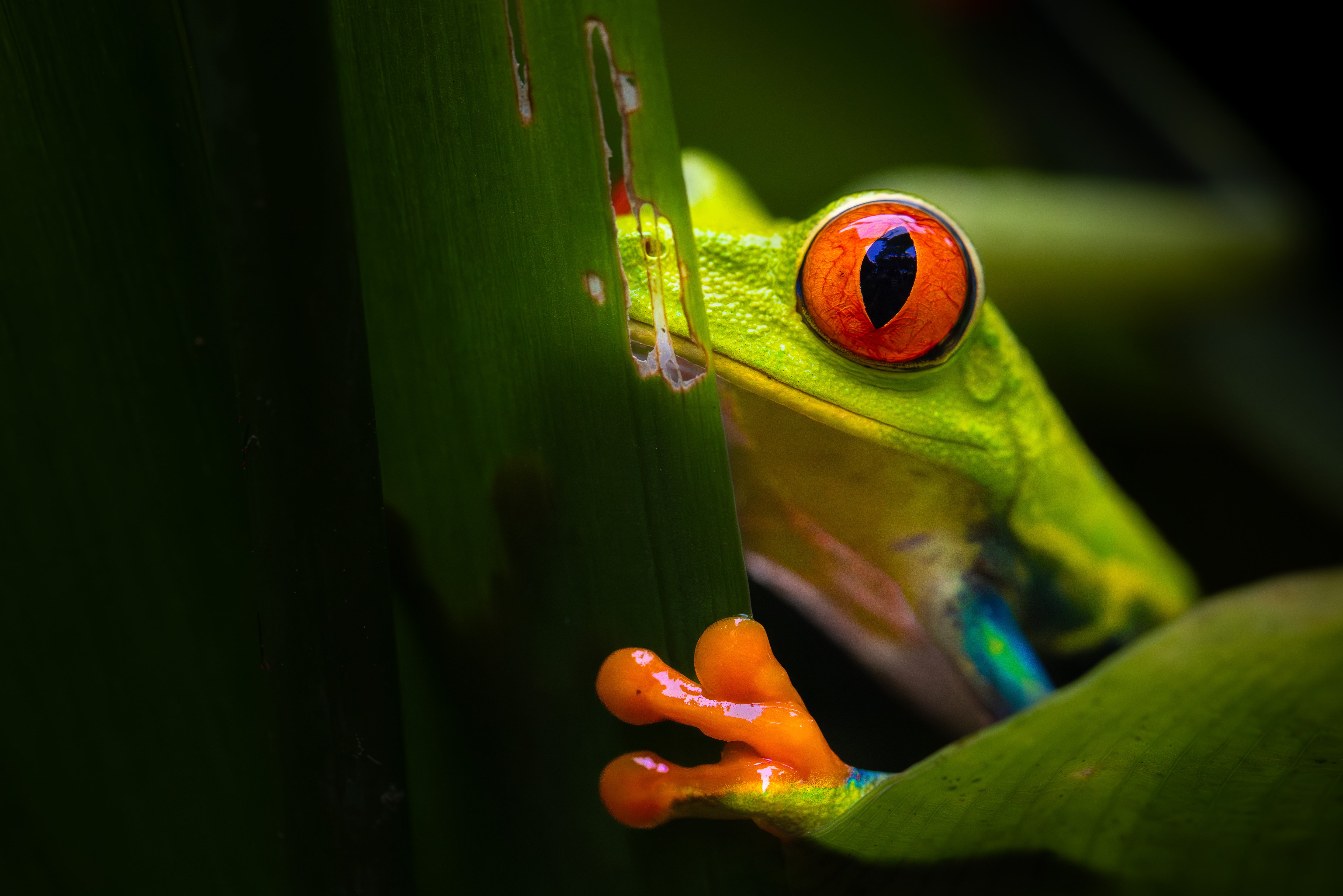 Introducción a Fotografía Silvestre: Curso de Fauna 