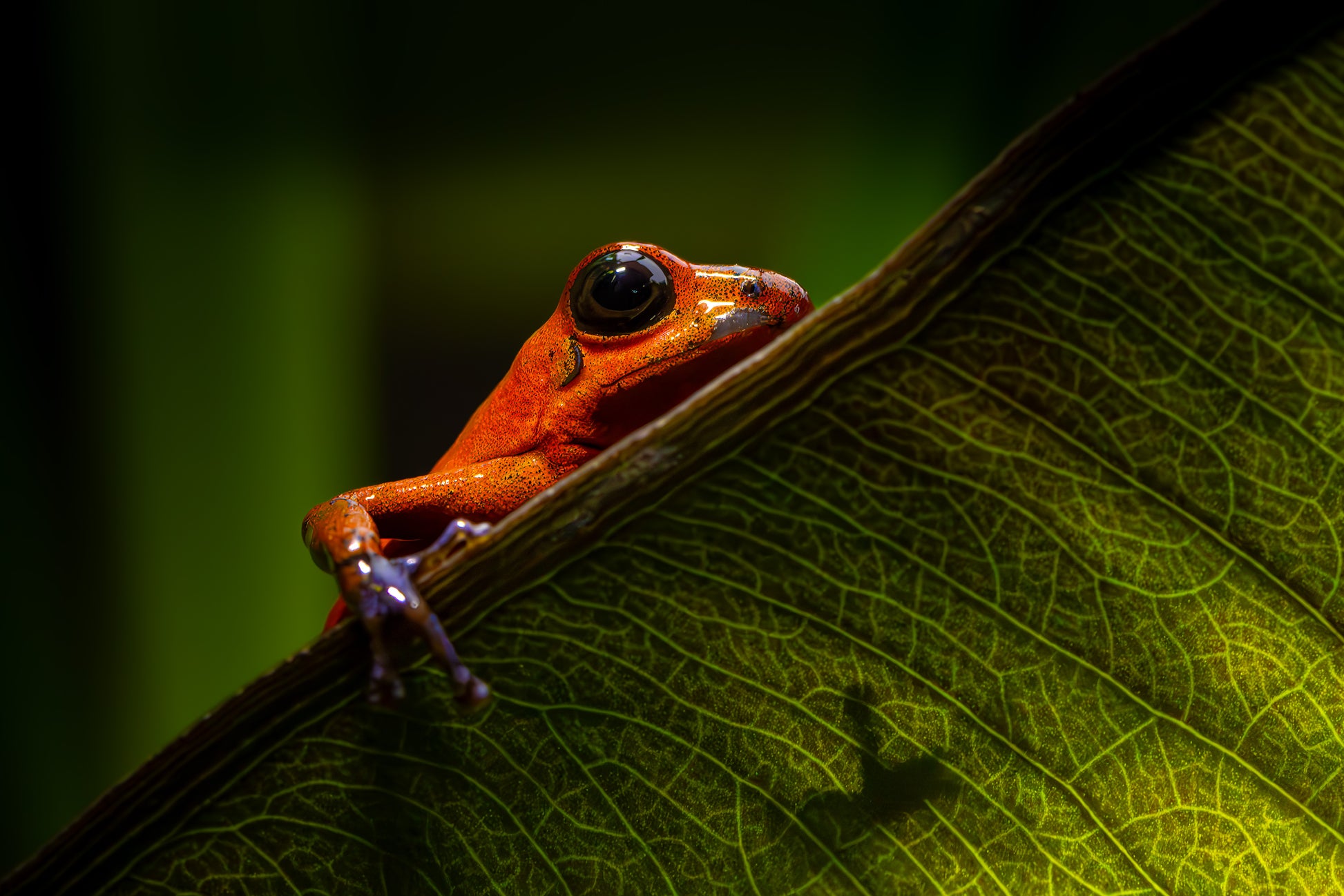 Introducción a Fotografía Silvestre: Curso de Fauna 